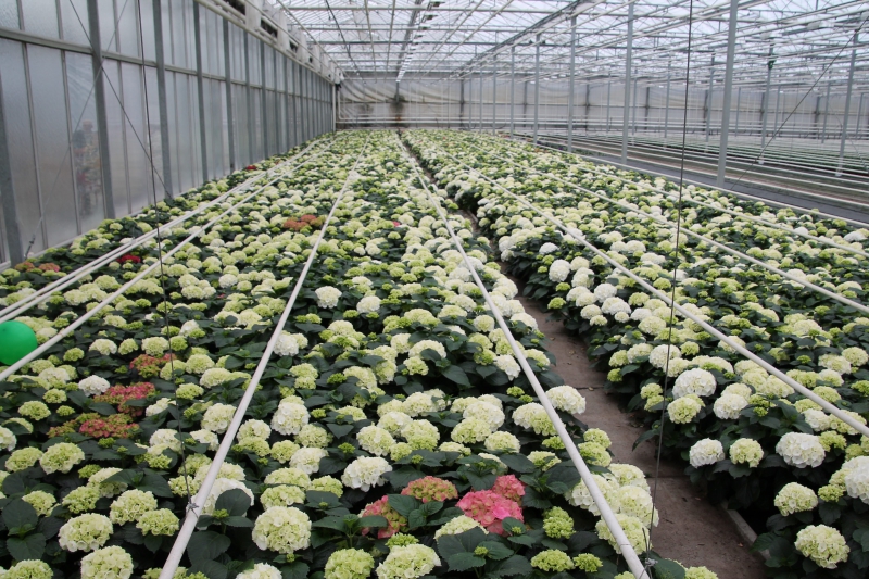 pepiniere-FREJUS-min_nursery-hydrangea-white-flowers-greenhouse-flower-1609210-pxhere.com